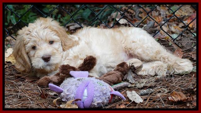 Tela Champ pups 7 wks old 61
