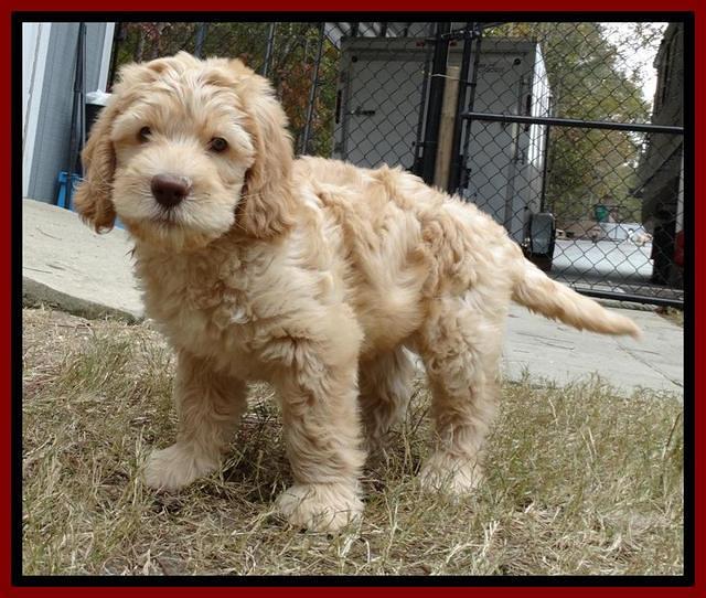 Tela Champ pups 7 wks old 81