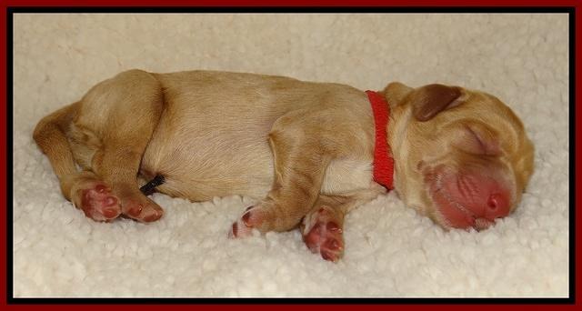 Tela Champ pups newborn 21