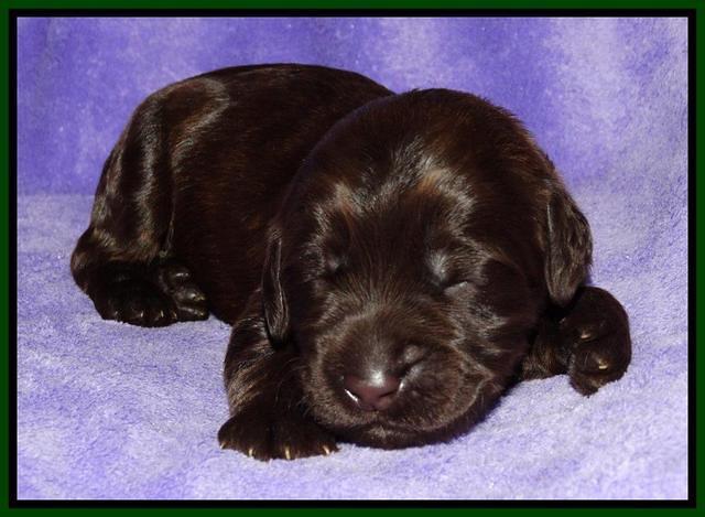 Tela Champ pups 1 wk old 101