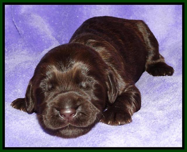 Tela Champ pups 1 wk old 81