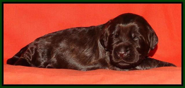 Tela Champ pups 2 wks old 91