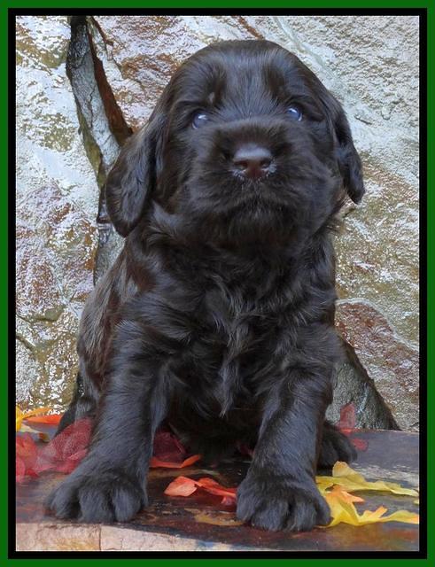 Tela Champ pups 3 wks old 71