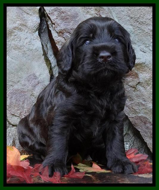 Tela Champ pups 3 wks old 81