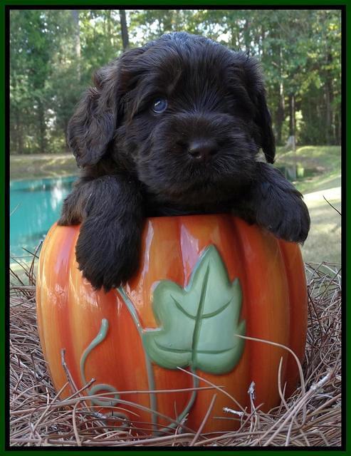 Tela Champ pups 4 wks old 191