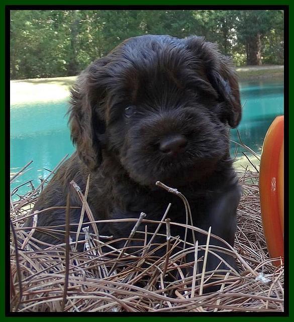 Tela Champ pups 4 wks old 201