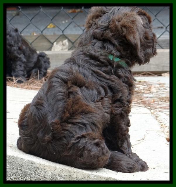Tela Champ pups 7 wks old 41