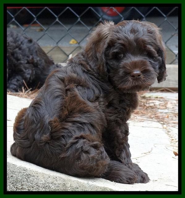 Tela Champ pups 7 wks old 51