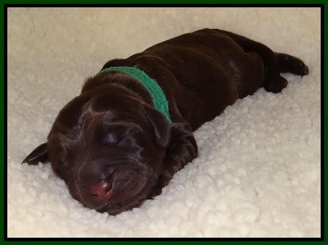 Tela Champ pups newborn 41
