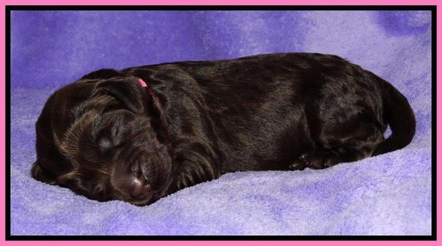 Tela Champ pups 1 wk old 171