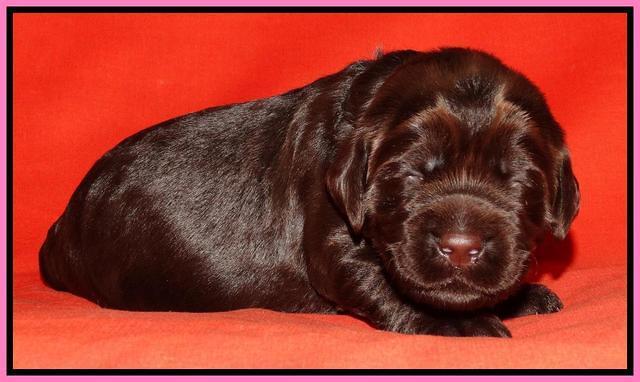 Tela Champ pups 2 wks old 101