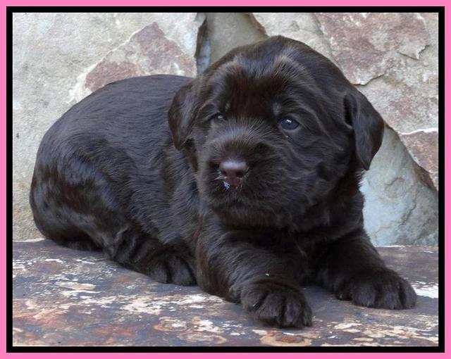 Tela Champ pups 3 wks old 111