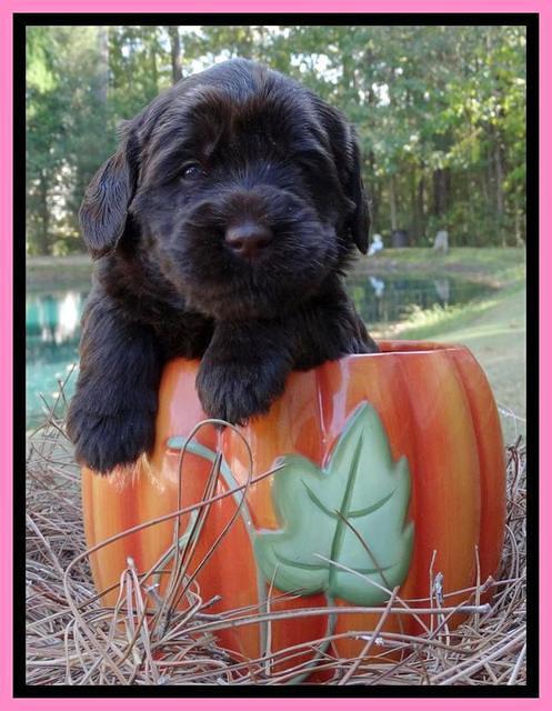 Tela Champ pups 4 wks old 211