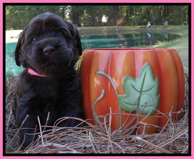 Tela Champ pups 4 wks old 231