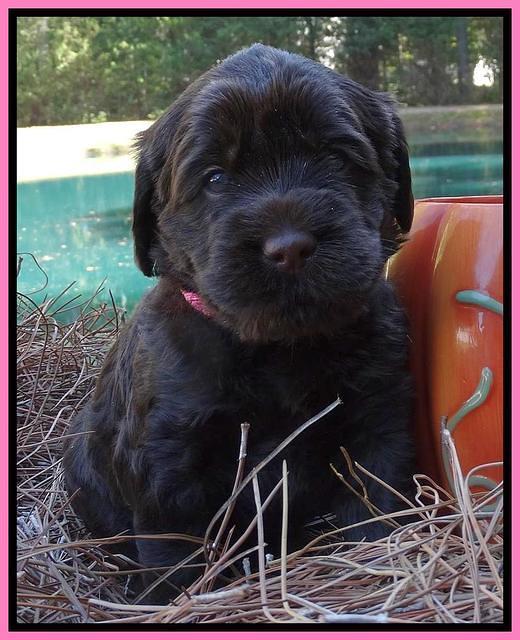 Tela Champ pups 4 wks old 241