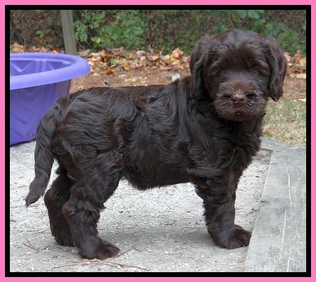 Tela Champ pups 7 wks old 101