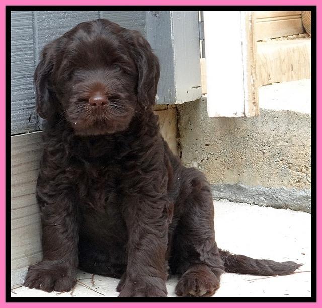 Tela Champ pups 7 wks old 91