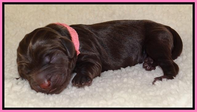 Tela Champ pups newborn 51