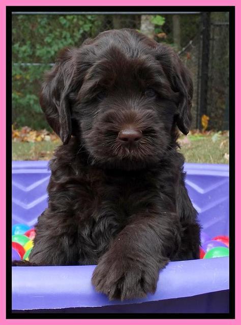 Tela and Champ pups 6 wks old 91