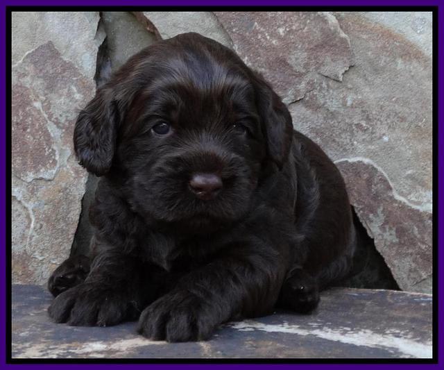 Tela Champ pups 3 wks old 141