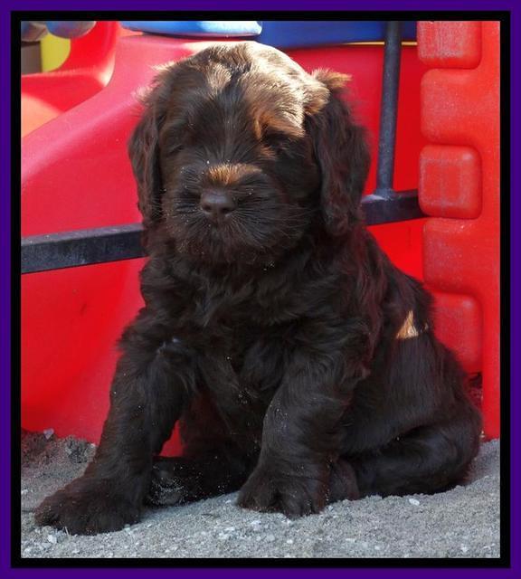 Tela Champ pups 5 wks old 141