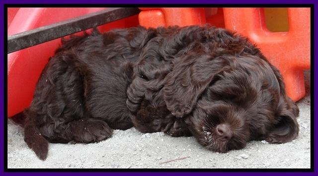 Tela Champ pups 7 wks old 11
