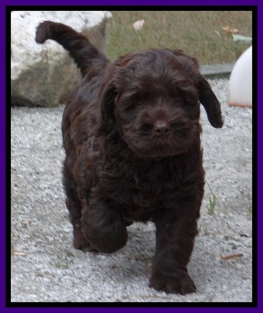 Tela Champ pups 7 wks old 31