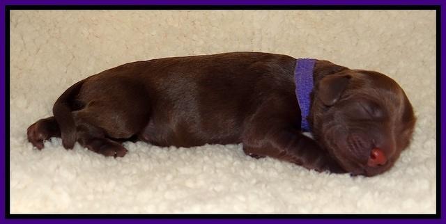 Tela Champ pups newborn 61