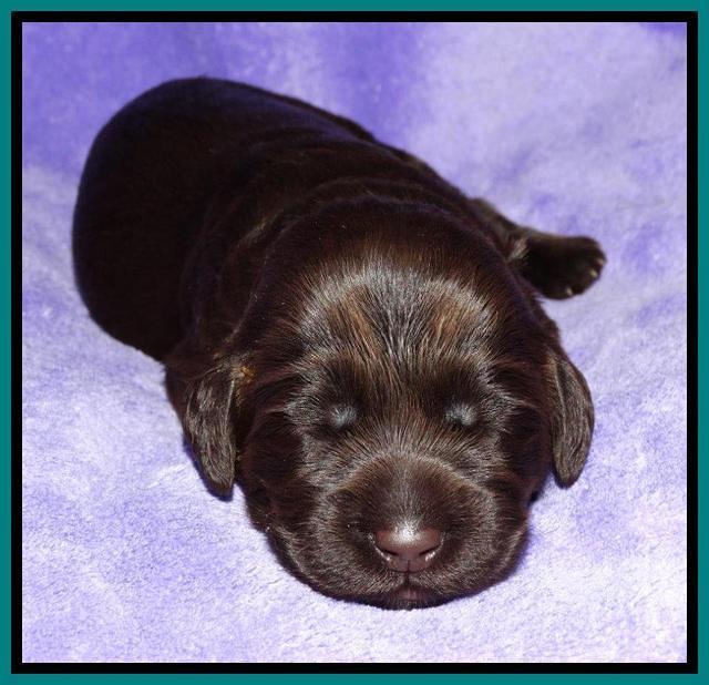 Tela Champ pups 1 wk old 261