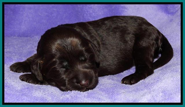 Tela Champ pups 1 wk old 281