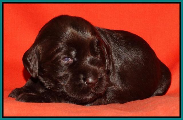 Tela Champ pups 2 wks old 161