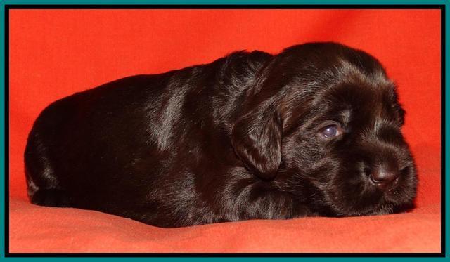 Tela Champ pups 2 wks old 171