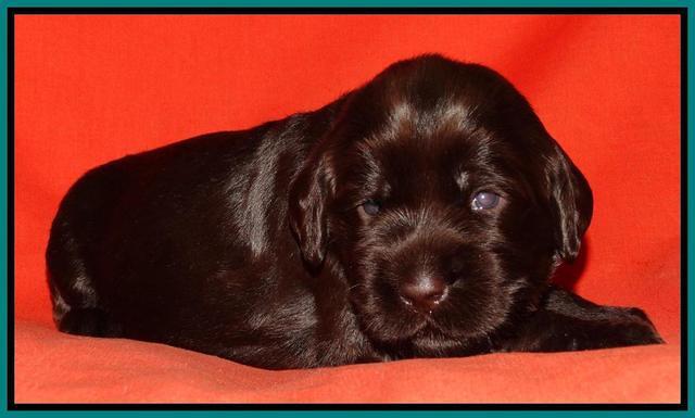 Tela Champ pups 2 wks old 181