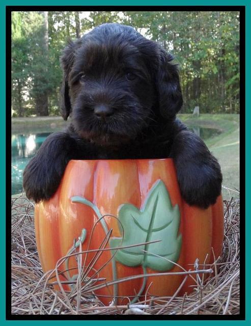 Tela Champ pups 4 wks old 311