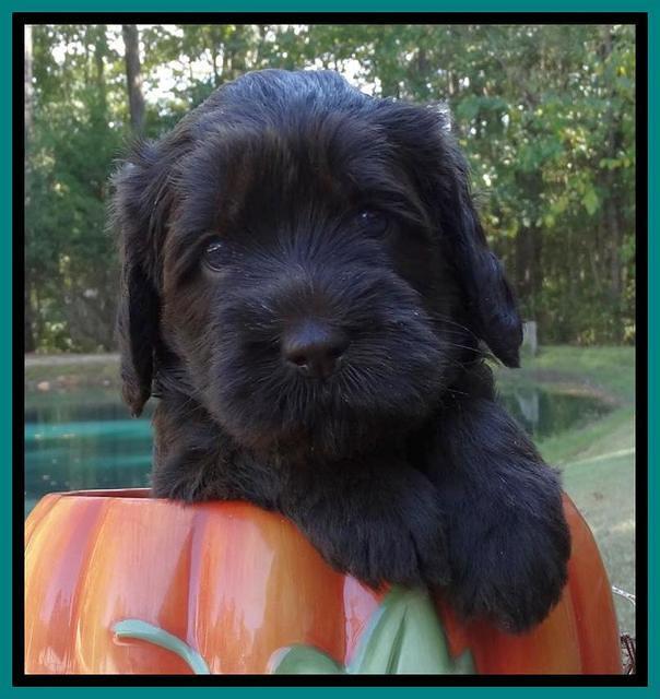 Tela Champ pups 4 wks old 331