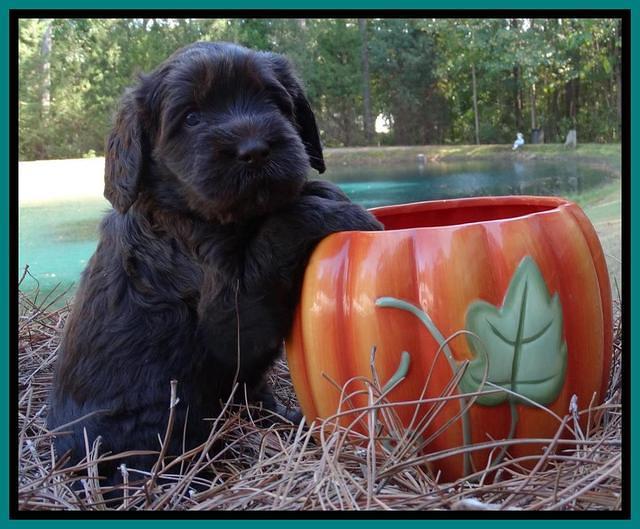 Tela Champ pups 4 wks old 341