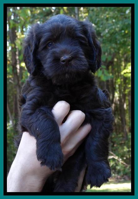 Tela Champ pups 5 wks old 241