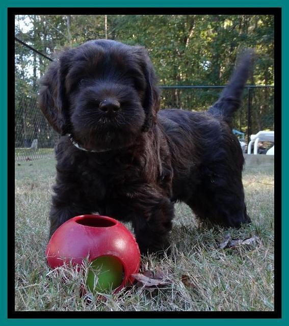 Tela Champ pups 5 wks old 271