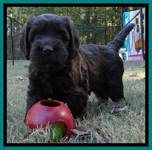 Tela Champ pups 5 wks old 281