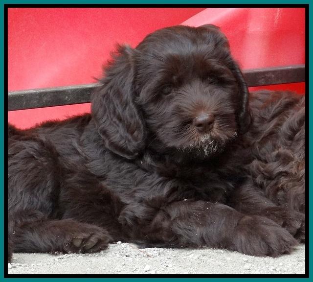 Tela Champ pups 7 wks old 71