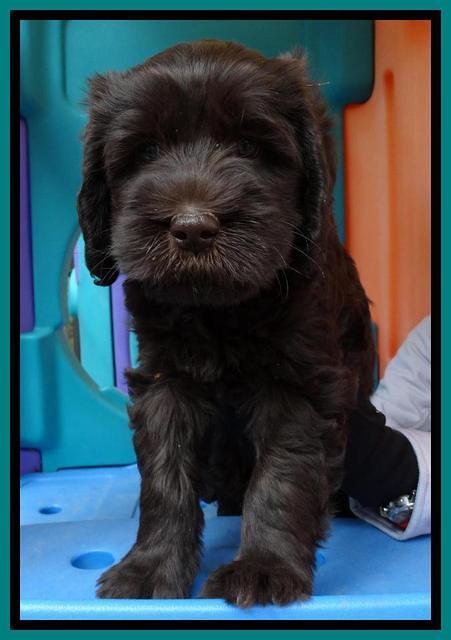 Tela and Champ pups 6 wks old 161