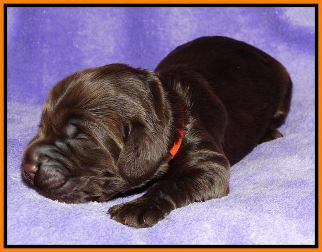 Tela Champ pups 1 wk old 131