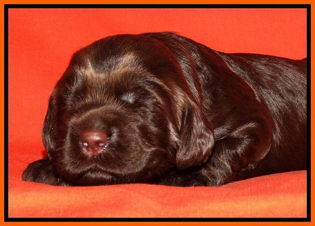 Tela Champ pups 2 wks old 191