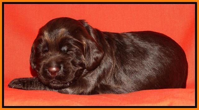 Tela Champ pups 2 wks old 211