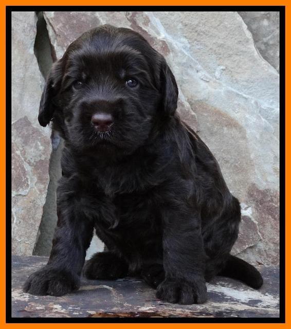 Tela Champ pups 3 wks old 161