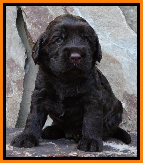 Tela Champ pups 3 wks old 181