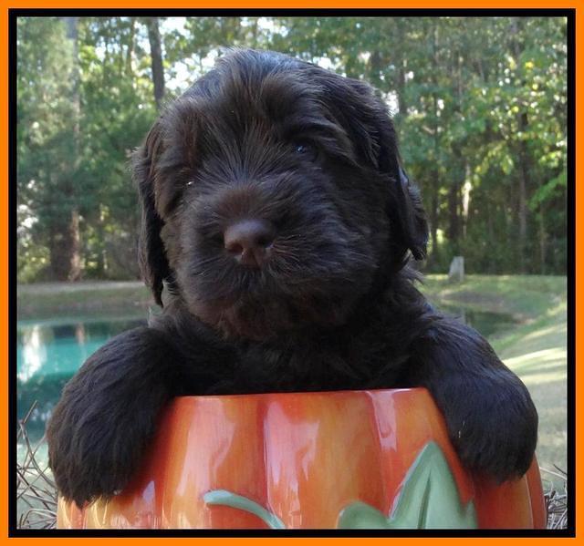 Tela Champ pups 4 wks old 281