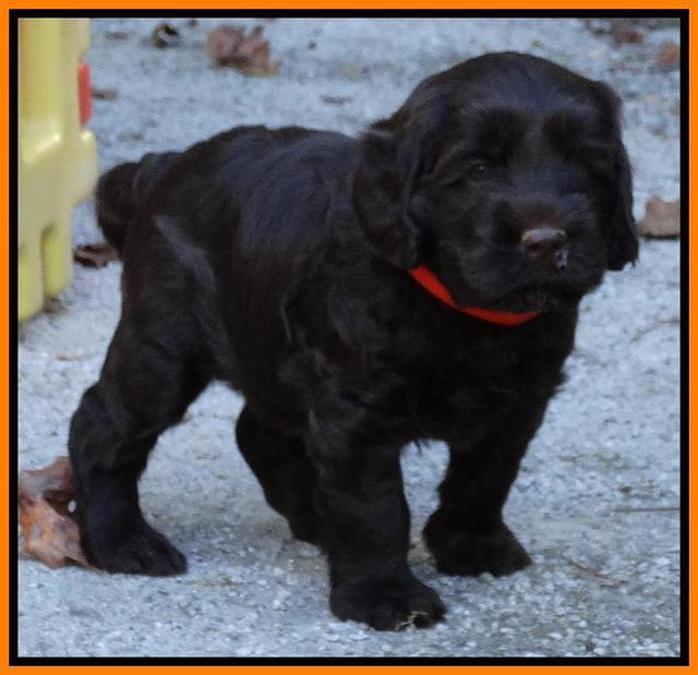 Tela Champ pups 5 wks old 181