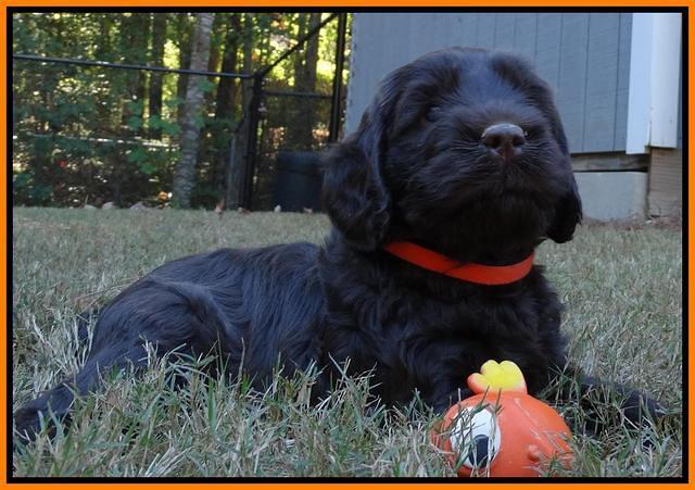 Tela Champ pups 5 wks old 201