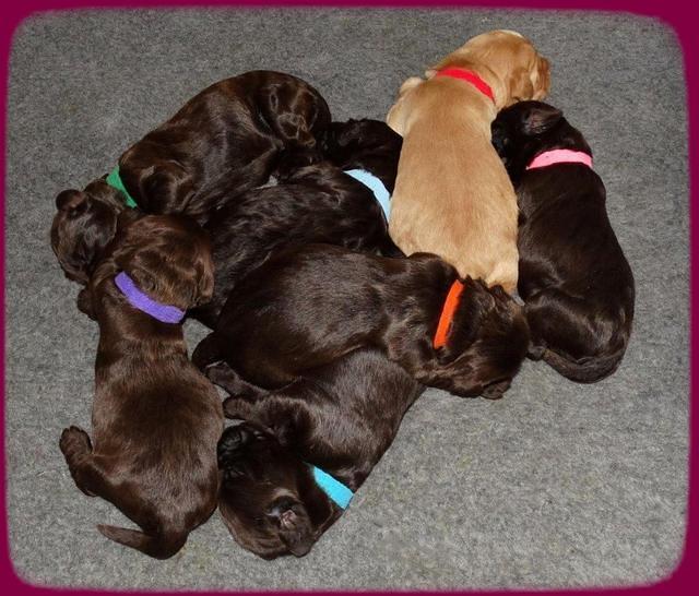 Tela Champ pups 1 wk old 11